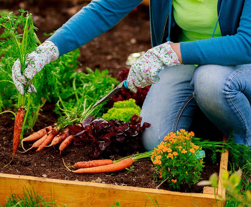 Qué significa la frase "No solo de pan vive el hombre" 1 alimentos y naturaleza en armonia