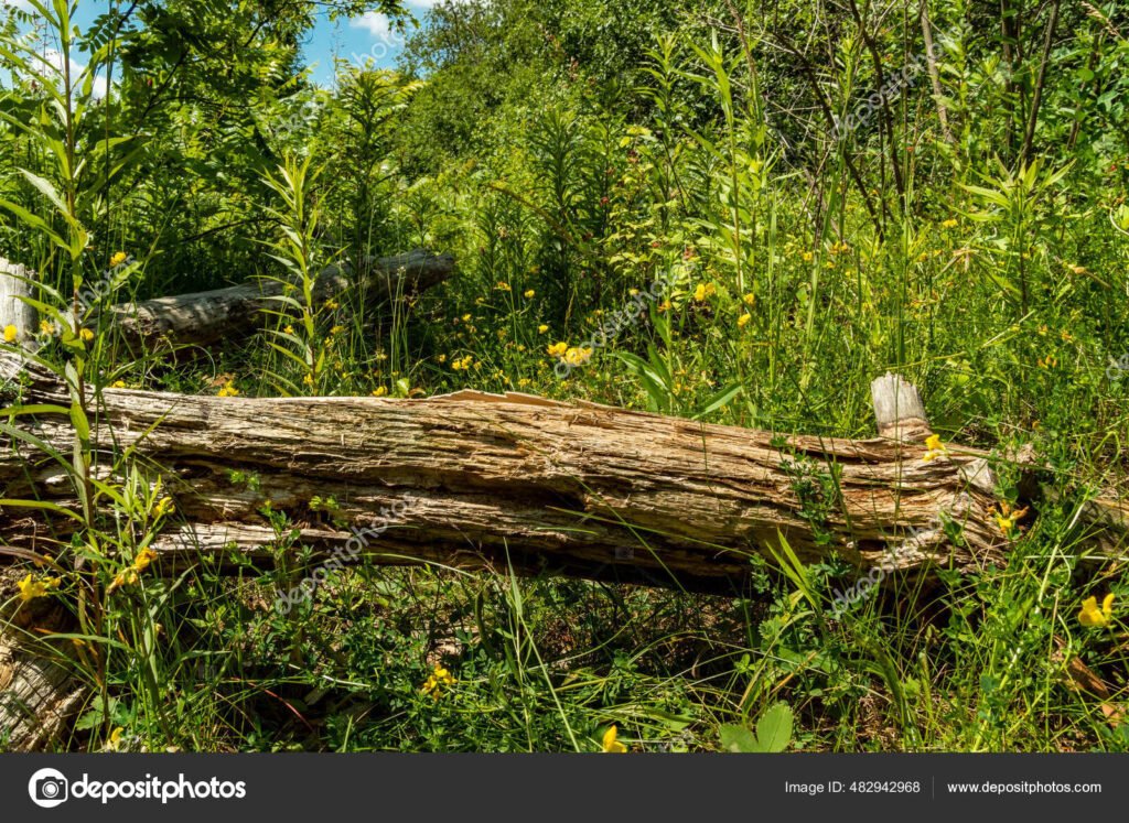 Los árboles caídos también son parte del bosque y su ecosistema 5 Los árboles caídos también son parte del bosque y su ecosistema