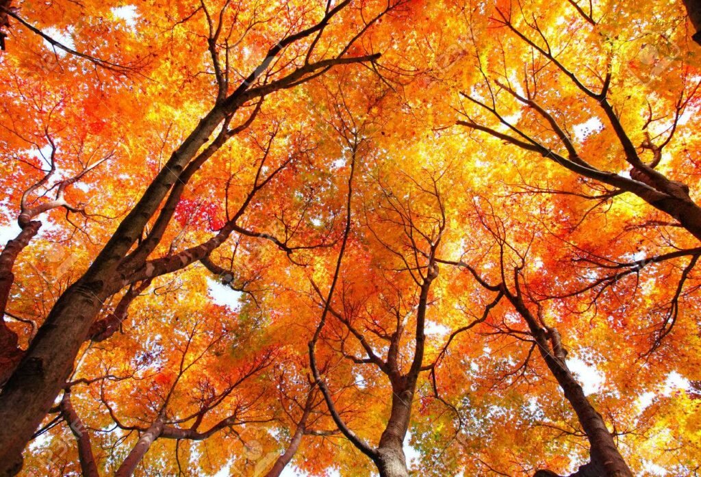 Qué características y cuidados necesita el árbol de arce en Argentina 6 Qué características y cuidados necesita el árbol de arce en Argentina