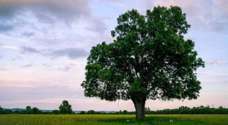 arboles de rapido crecimiento en paisaje argentino