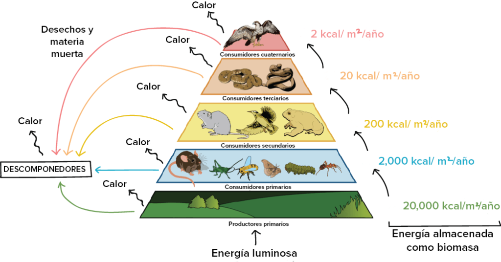 Cuál es la diferencia entre una cadena trófica y una red trófica 6 Cuál es la diferencia entre una cadena trófica y una red trófica
