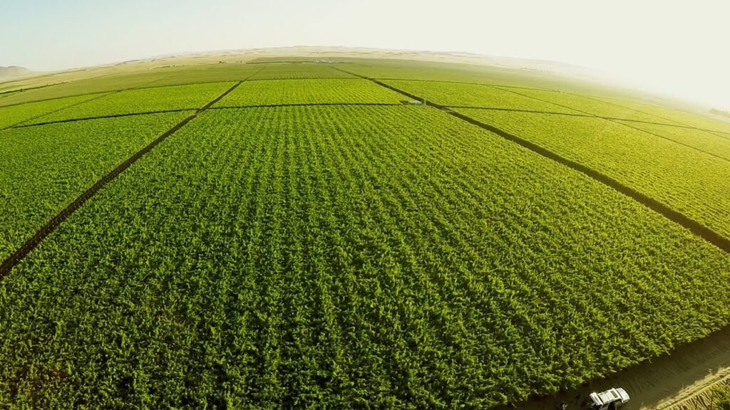 Cuál es el índice sugerido para arrendamientos rurales en Argentina 7 Cuál es el índice sugerido para arrendamientos rurales en Argentina