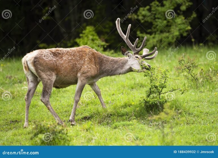Dónde ver ciervos rojos en Villa General Belgrano 27 ciervo rojo en un bosque sereno