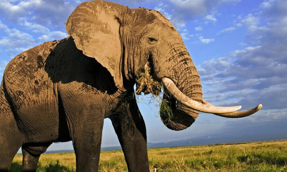 Qué enseñanza podemos obtener del cuento "Un elefante ocupa mucho espacio" 5 Qué enseñanza podemos obtener del cuento «Un elefante ocupa mucho espacio»