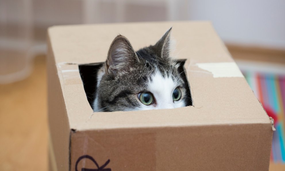 Por qué se dice que la curiosidad mató al gato 5 Por qué se dice que la curiosidad mató al gato