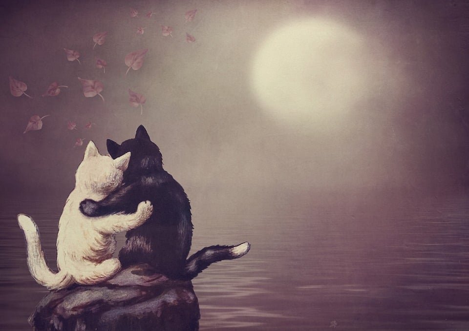 Qué significa la canción "El gato que está triste y azul" 3 Qué significa la canción «El gato que está triste y azul»