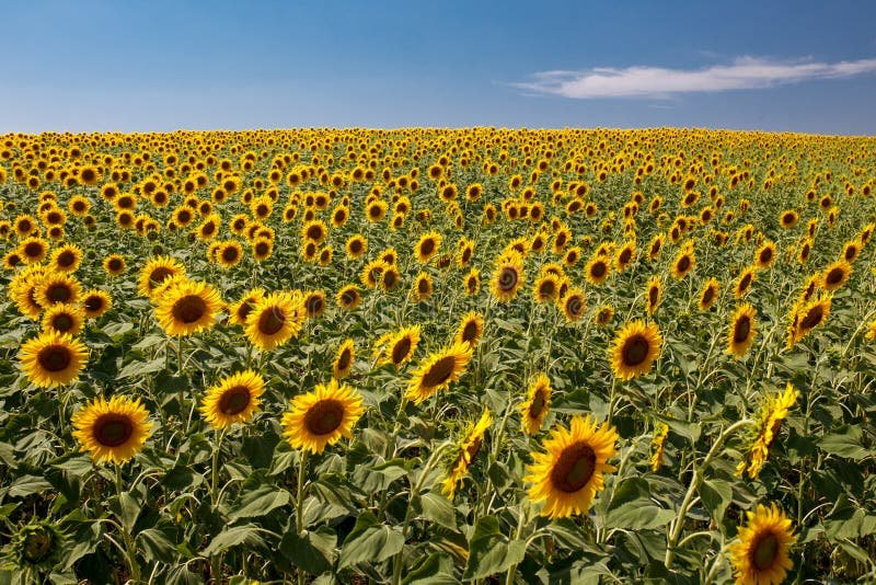 Por qué son tan famosos "Los girasoles" de Van Gogh 1 girasoles vibrantes en un campo soleado
