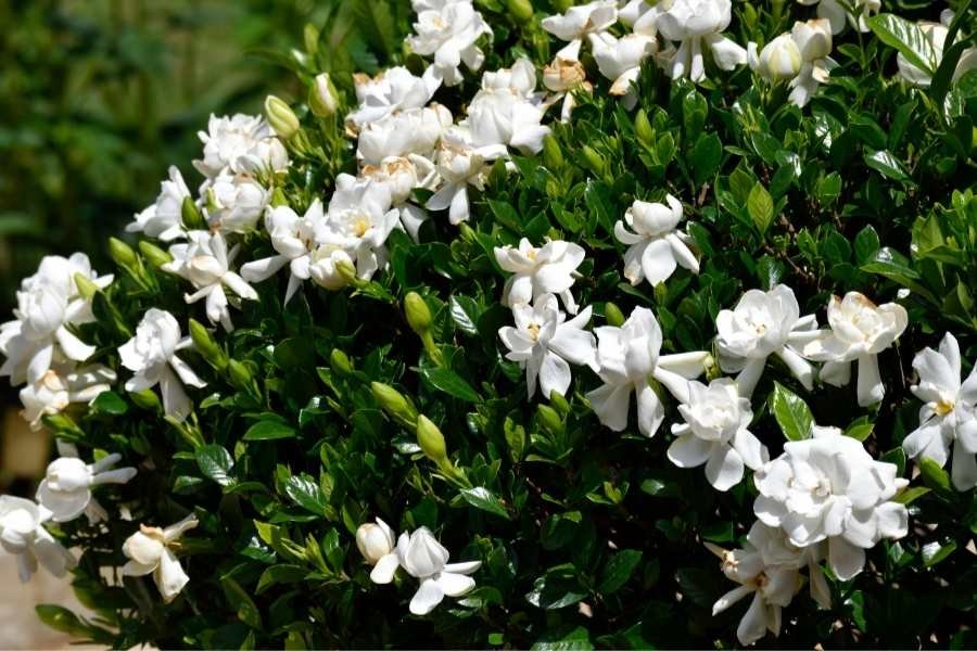 Cuál es el mejor fertilizante casero para el jazmín del cabo 1 jazmin del cabo en un jardin florecido