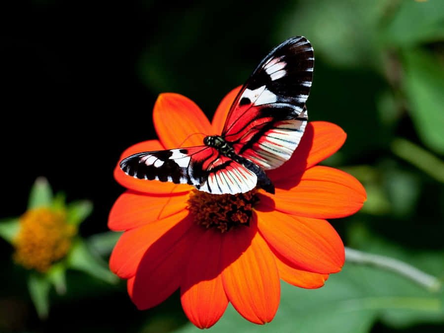 Qué significa la visita de una mariposa en tu casa 7 Qué significa la visita de una mariposa en tu casa
