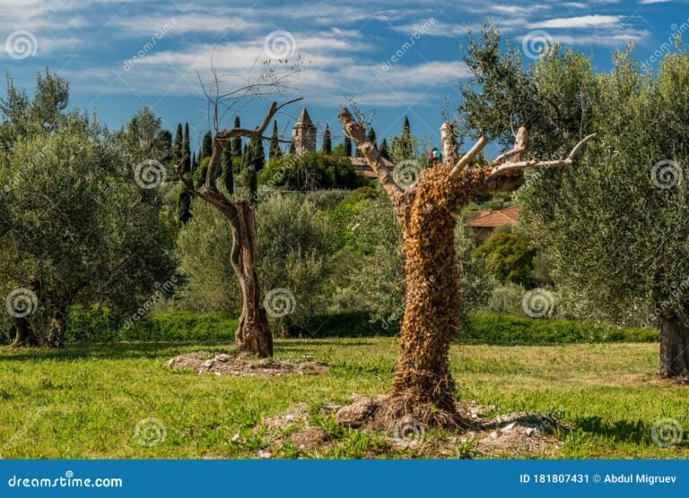 olivos verdes bajo un cielo azul