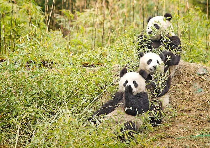 Qué datos curiosos sobre el oso panda son ideales para niños 6 Qué datos curiosos sobre el oso panda son ideales para niños