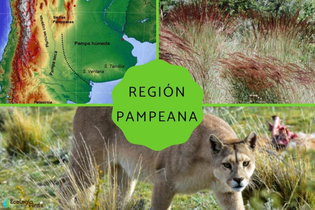 Cuáles son las principales características de la flora y fauna de la región pampeana 7 Cuáles son las principales características de la flora y fauna de la región pampeana