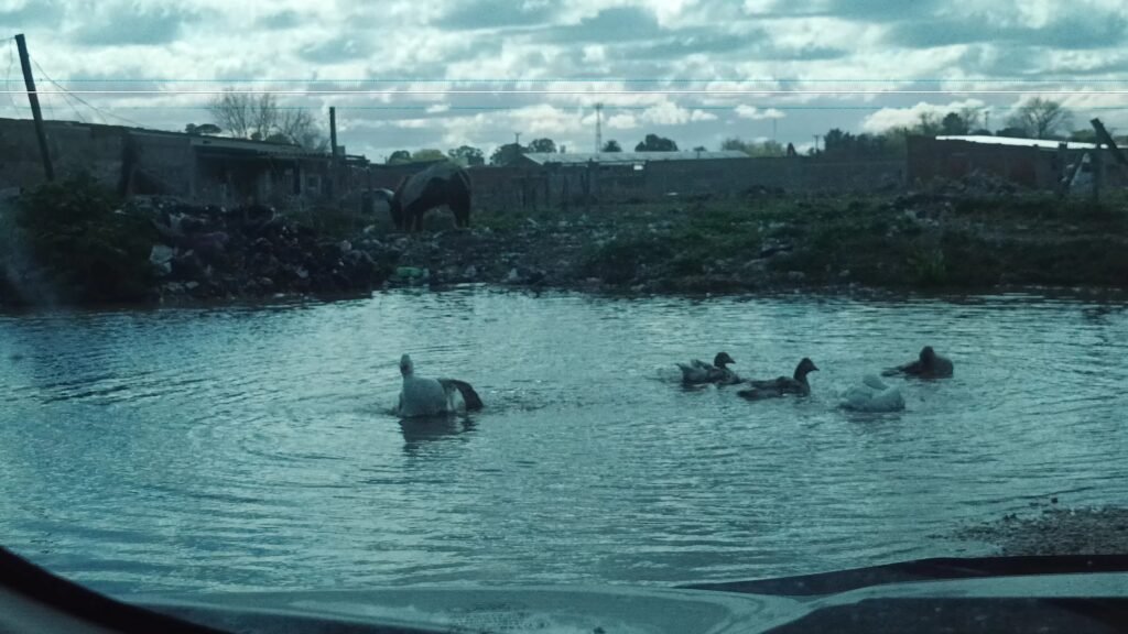Dónde se puede encontrar al famoso pato de Punta Mogotes 5 Dónde se puede encontrar al famoso pato de Punta Mogotes