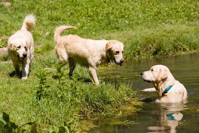 Qué nombres para perritas tienen significados bonitos y especiales 1 perrita jugando en un campo florido