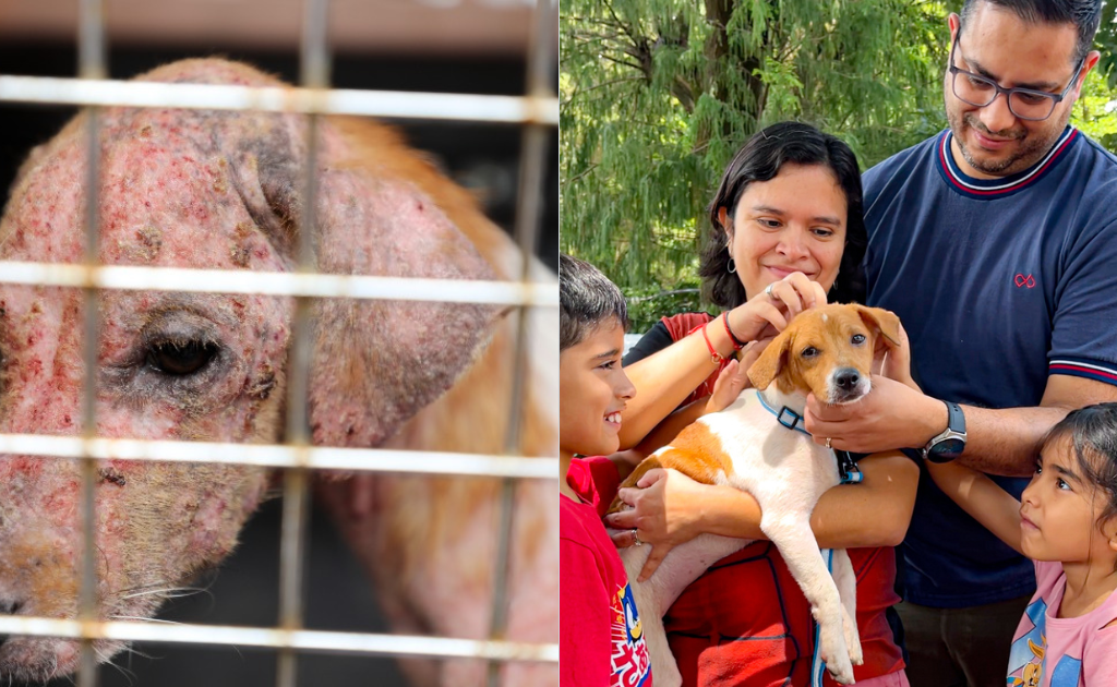 Qué es el maltrato animal y cómo podemos ayudar a prevenirlo 8 Qué es el maltrato animal y cómo podemos ayudar a prevenirlo