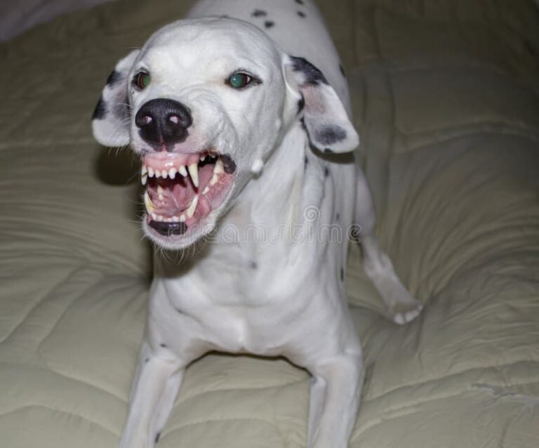 Qué significa soñar que un perro te muerde y sus interpretaciones 3 perro agresivo mostrando los dientes