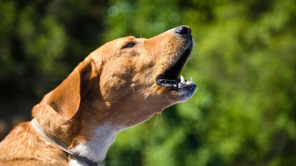 Es cierto que el perro que ladra no muerde Descubre la verdad