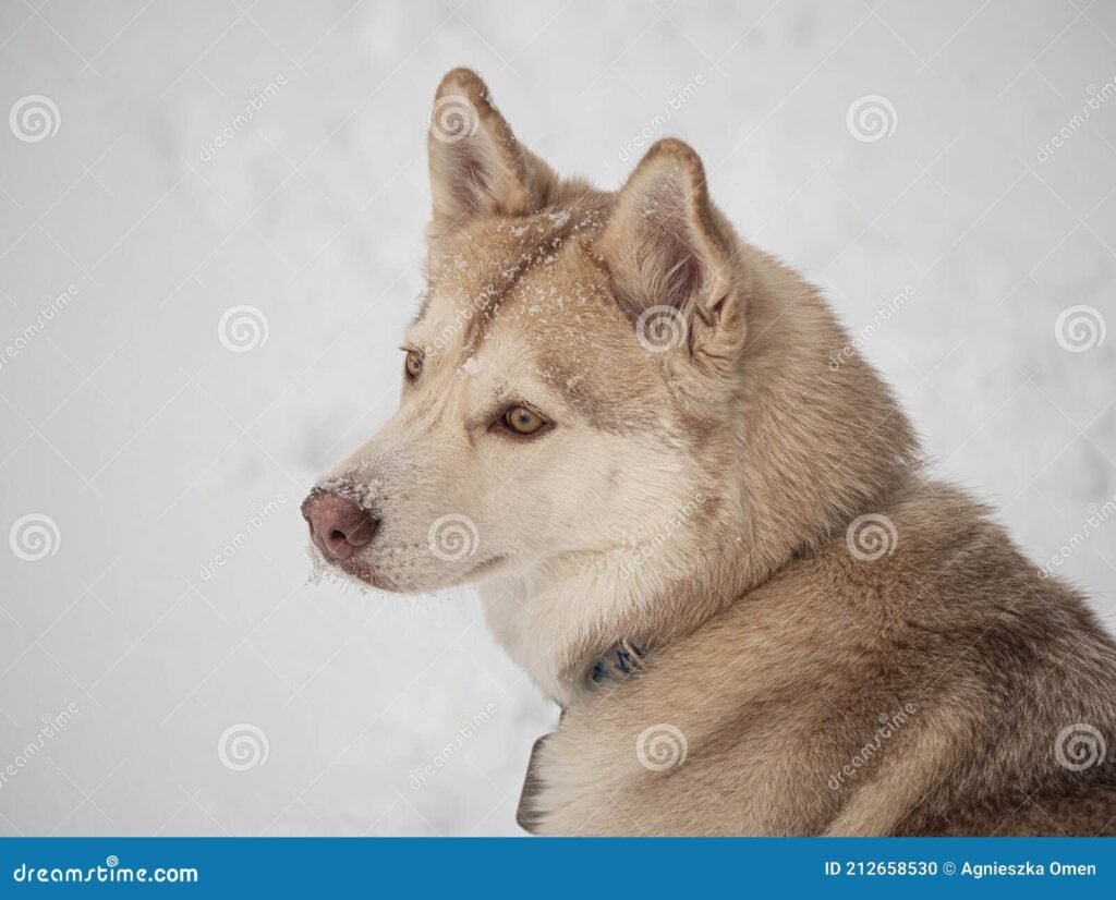 Qué trata el resumen de "Los ojos del perro siberiano" 6 Qué trata el resumen de «Los ojos del perro siberiano»