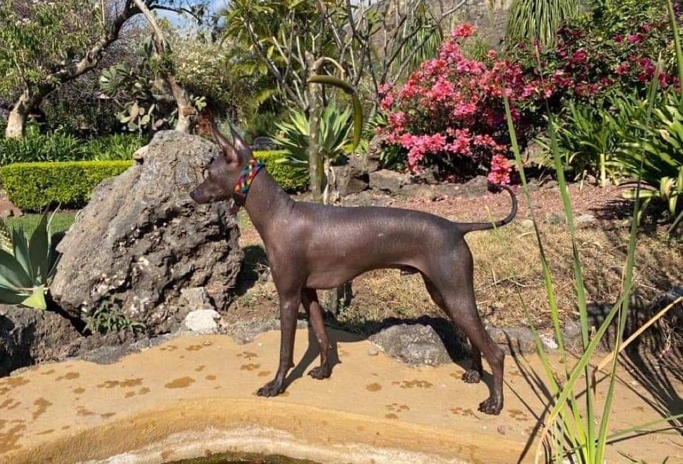 Qué razas de perros son conocidas por no tener pelo