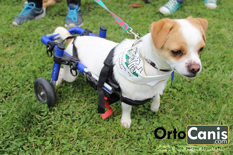 Cómo hacer una silla de ruedas casera para tu perro 4 Cómo hacer una silla de ruedas casera para tu perro