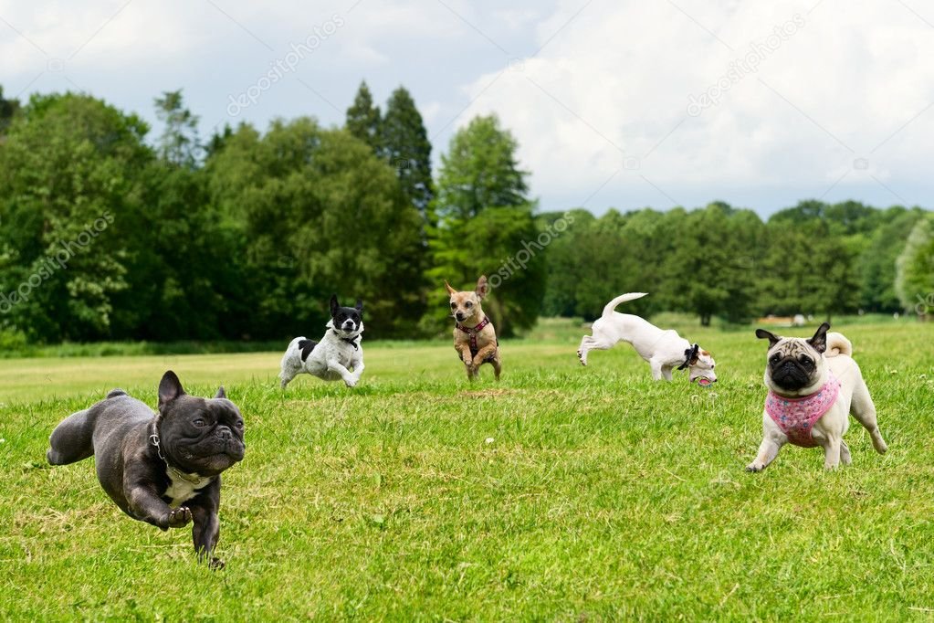 Cuáles son las razas de perros pequeños que no crecen mucho 3 Cuáles son las razas de perros pequeños que no crecen mucho