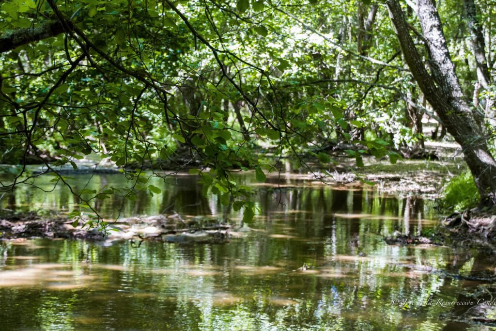 Qué significado tiene "A orillas del río Piedra me senté y lloré" 1 rio sereno con naturaleza envolvente