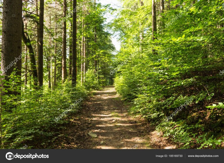 sendero en un bosque con luz suave