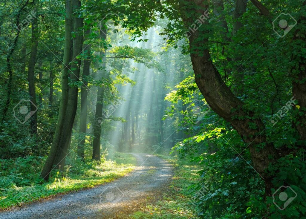 Cómo reconocer a Dios en todos tus caminos y decisiones diarias 1 sendero en un bosque iluminado