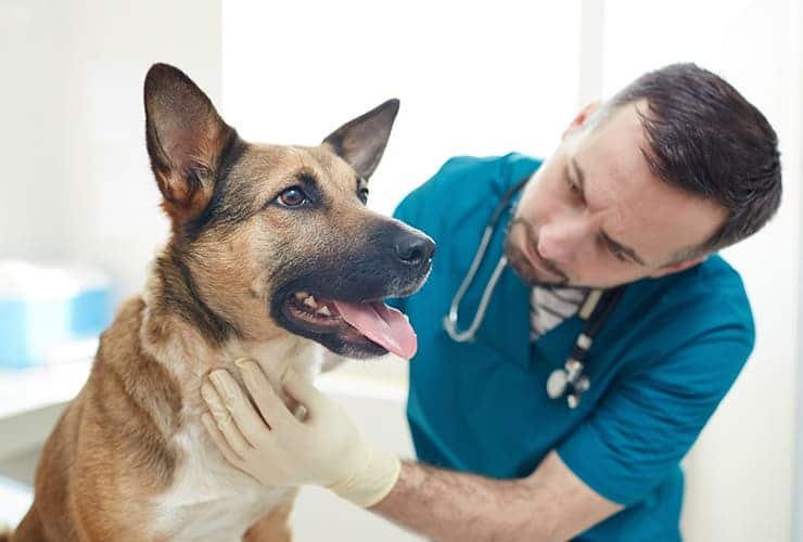 Dónde encontrar la veterinaria de turno en Cutral Co 7 Dónde encontrar la veterinaria de turno en Cutral Co