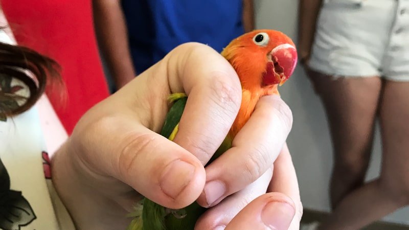 Dónde encontrar veterinarias especializadas en animales exóticos en zona oeste