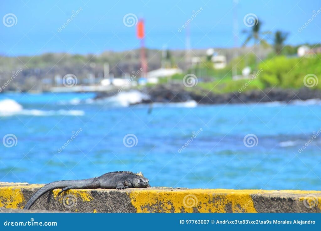 Qué servicios ofrece Bahía Iguana Suites y cuál es su relación con el lago 6 Qué servicios ofrece Bahía Iguana Suites y cuál es su relación con el lago