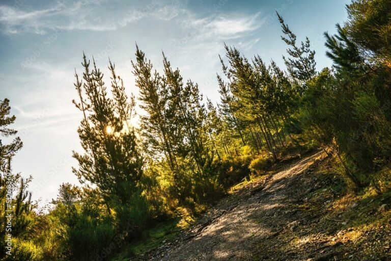 vista panoramica del solar del bosque